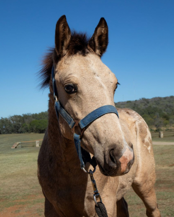 HorseID: 2306037 Frenchys Pit Viper - PhotoID: 1090218