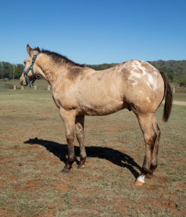 HorseID: 2306037 Frenchys Pit Viper - PhotoID: 1090219