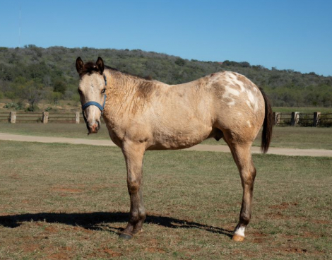 HorseID: 2306037 Frenchys Pit Viper - PhotoID: 1090220