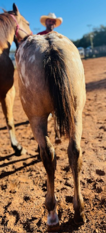HorseID: 2306037 Frenchys Pit Viper - PhotoID: 1090221