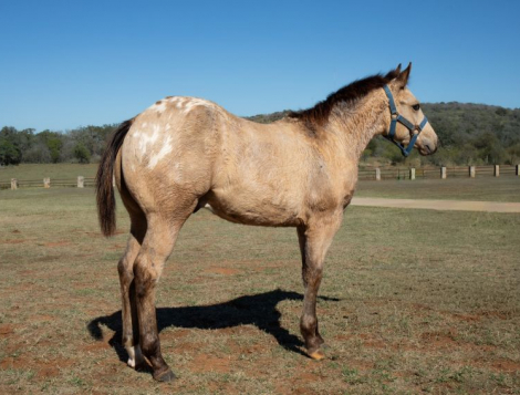 HorseID: 2306037 Frenchys Pit Viper - PhotoID: 1090222