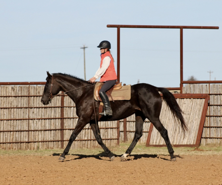 HorseID: 2306127 Tantalizing Luke - PhotoID: 1089773