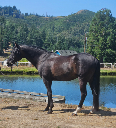 HorseID: 2306151 Ace - PhotoID: 1090657