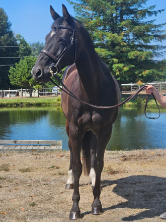 HorseID: 2306151 Ace - PhotoID: 1090659