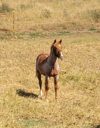 HorseID: 2306187 Remington - PhotoID: 1090546