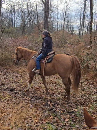 HorseID: 2306208 Dandy - PhotoID: 1090196