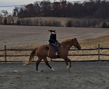 HorseID: 2306208 Dandy - PhotoID: 1090197