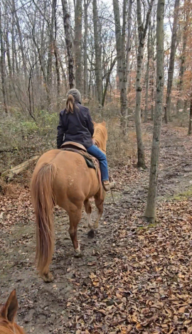 HorseID: 2306208 Dandy - PhotoID: 1090198