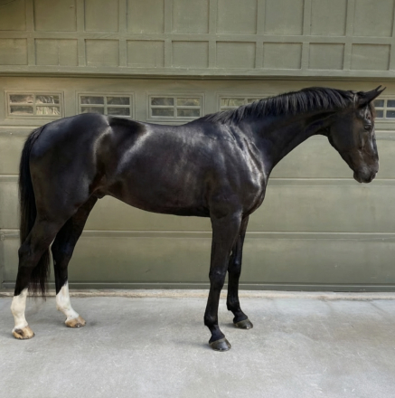 HorseID: 2306260 Sir Espri MKF - PhotoID: 1090558