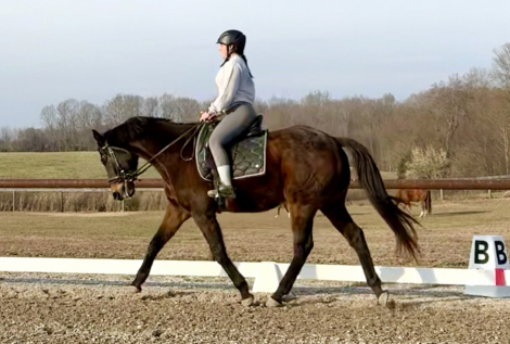 HorseID: 2306267 Wayne’s Legend - PhotoID: 1090693