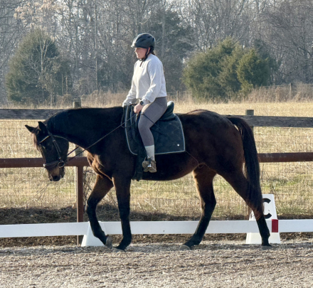 HorseID: 2306267 Wayne’s Legend - PhotoID: 1090694