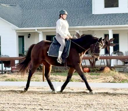 HorseID: 2306267 Wayne’s Legend - PhotoID: 1090696