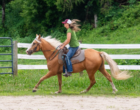 HorseID: 2306274 MSJ Captain Morgan - PhotoID: 1091291