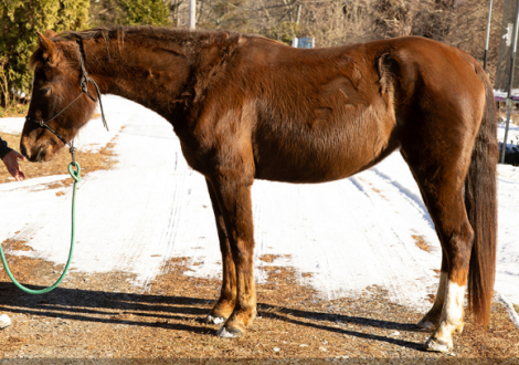 HorseID: 2306275 OCF Twilight Teah - PhotoID: 1091148