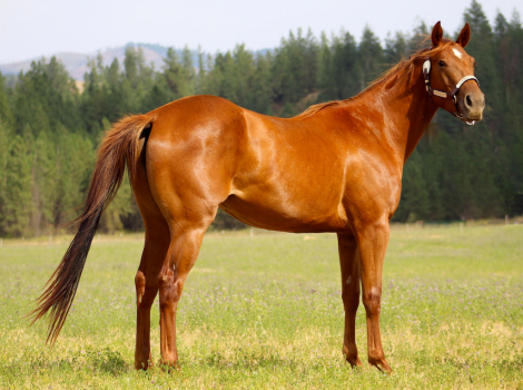 HorseID: 2306284 Scats Royal Penny - PhotoID: 1090282