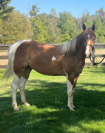 HorseID: 2306293 Highbrows Cats Reward - PhotoID: 1089980