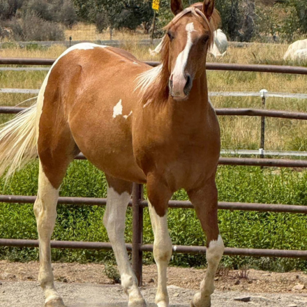 HorseID: 2306293 Highbrows Cats Reward - PhotoID: 1090009