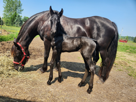 HorseID: 2306308 3/4 Friesian 1/4 Morgan - PhotoID: 1090316