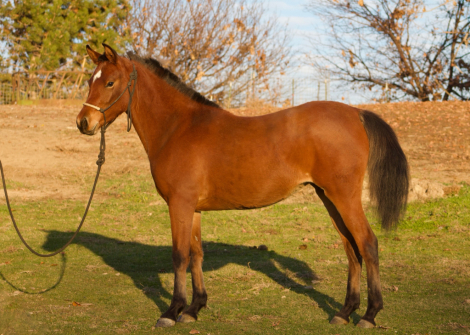 HorseID: 2306309 DC Coral Quickstar - PhotoID: 1090417