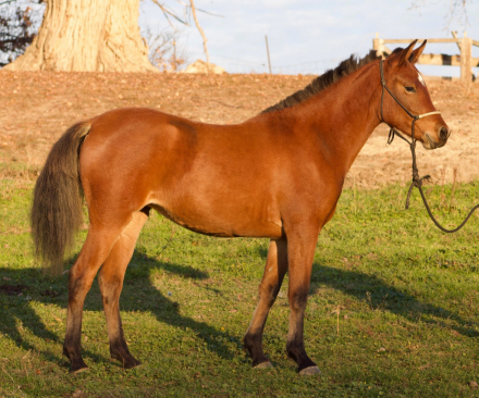 HorseID: 2306309 DC Coral Quickstar - PhotoID: 1090418