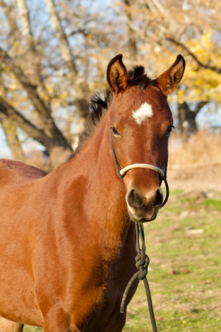 HorseID: 2306309 DC Coral Quickstar - PhotoID: 1090419