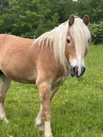 HorseID: 2306313 Abacus GMF - PhotoID: 1090092