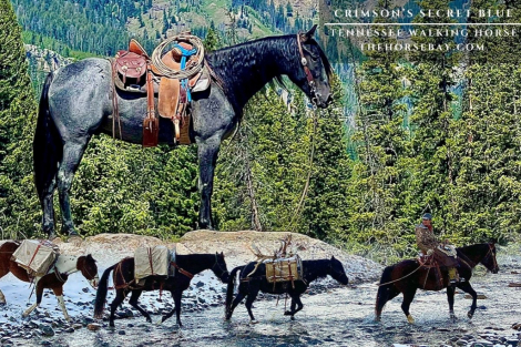 HorseID: 2306314 Crimson’s Secret Blue - PhotoID: 1090010