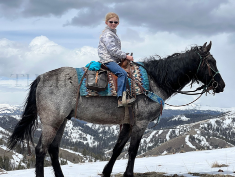 HorseID: 2306314 Crimson’s Secret Blue - PhotoID: 1090011