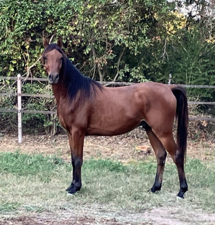 HorseID: 2306315 HC Abla El Waris - PhotoID: 1090015