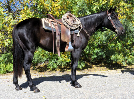 HorseID: 2306318 PABLO CHICON - PhotoID: 1090018