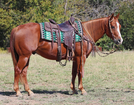 HorseID: 2306319 RUGER - PhotoID: 1090017