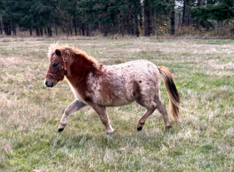 HorseID: 2306323 Red Hugh - PhotoID: 1090019