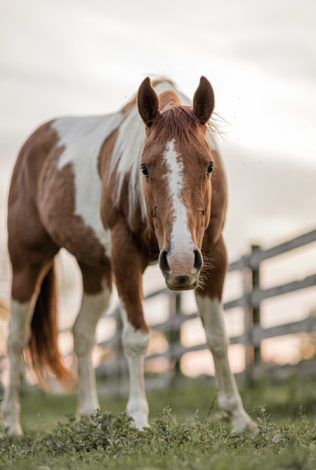HorseID: 2306324 Allie Cat by Freckles - PhotoID: 1091010
