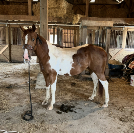 HorseID: 2306324 Allie Cat by Freckles - PhotoID: 1091011