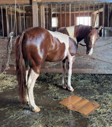 HorseID: 2306324 Allie Cat by Freckles - PhotoID: 1091012