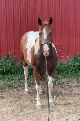 HorseID: 2306324 Allie Cat by Freckles - PhotoID: 1091013