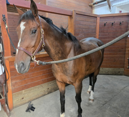 HorseID: 2306325 DON CRUISER - PhotoID: 1090020