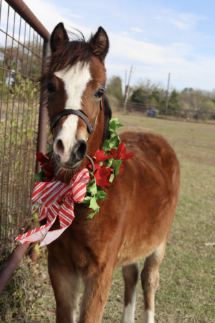 HorseID: 2306326 I stand for love - PhotoID: 1090028