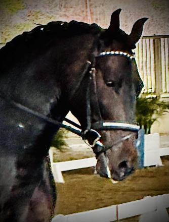 HorseID: 2306328 BILADOR DKF - PhotoID: 1090029