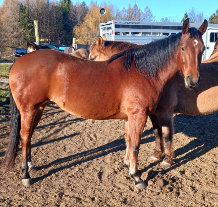 HorseID: 2306329 Jam jam - PhotoID: 1090030