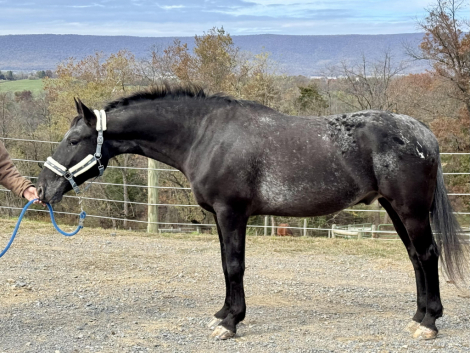 HorseID: 2306341 Phoenix - PhotoID: 1090032