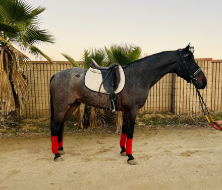 HorseID: 2306342 ASH - PhotoID: 1090033