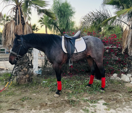 HorseID: 2306342 ASH - PhotoID: 1090034