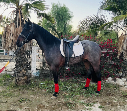 HorseID: 2306342 ASH - PhotoID: 1090035