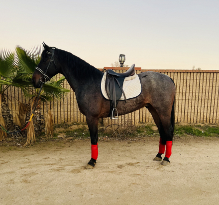 HorseID: 2306342 ASH - PhotoID: 1090036