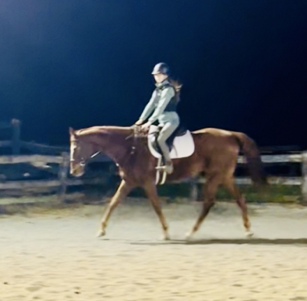 HorseID: 2306343 The boys club - PhotoID: 1090037