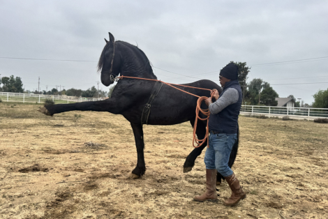 HorseID: 2306344 Goliath - PhotoID: 1090038