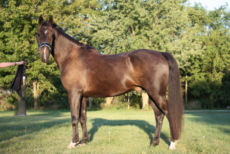 HorseID: 2306345 Nighthawk - PhotoID: 1090039