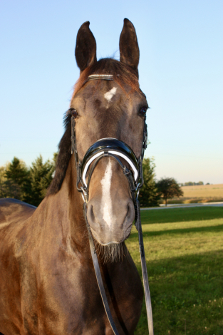 HorseID: 2306345 Nighthawk - PhotoID: 1090040