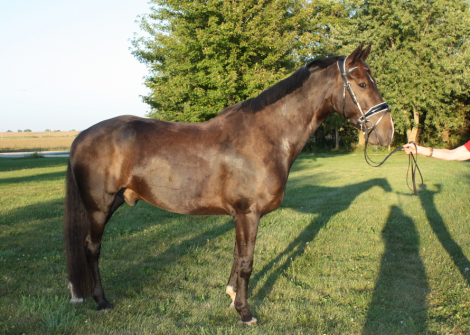 HorseID: 2306345 Nighthawk - PhotoID: 1090041